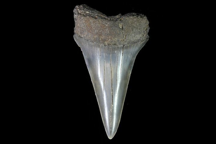 Fossil Mako Shark Tooth - Georgia #75232